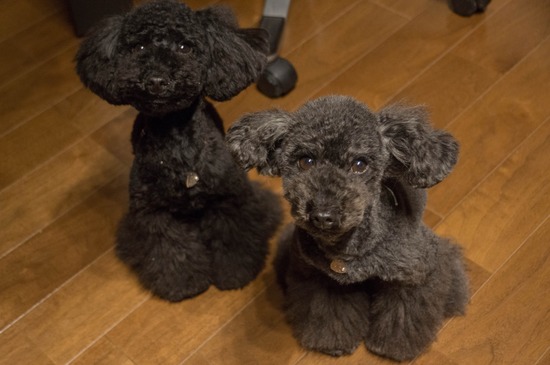 銀座トイプードル,リリーとドナ,as know as de wan001