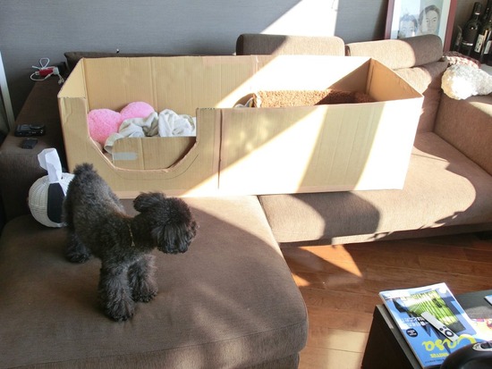 as know as de wanとトイプードルブラックの銀座リリー01