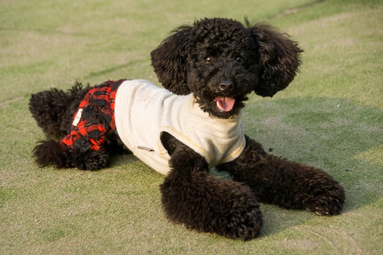 ブログRosieトイプードル銀座リリーとドナas know as de wan09