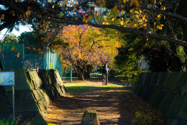 20151205ブラックトイプードル銀座リリー＆ドナ26