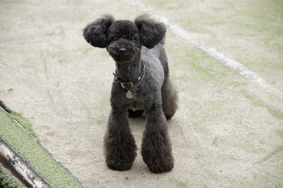 トイプードル銀座リリーとas know as de wan13