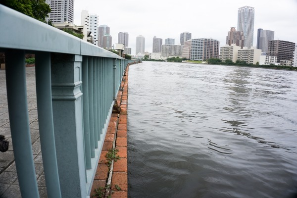 トイプードル銀座リリー05