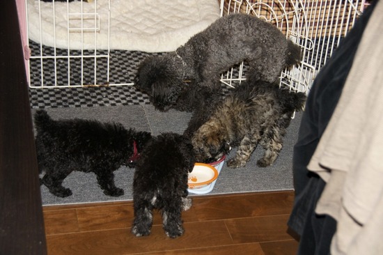 銀座 トイプードル リリー as know as de wan59