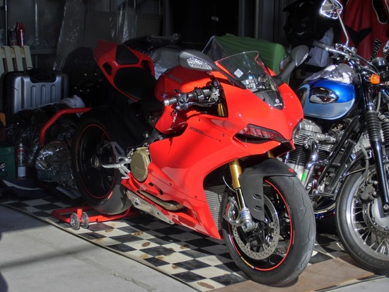 銀座トイプードルリリーas know as de wan04