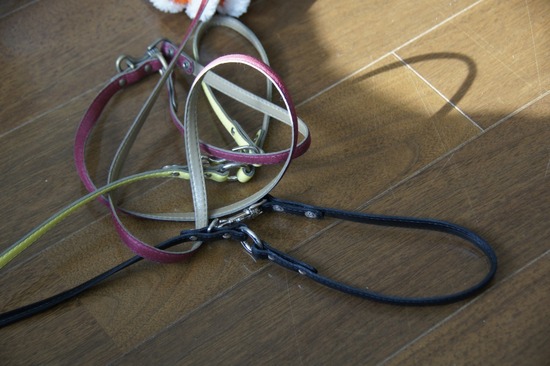 銀座トイプードルリリーas know as de wan31