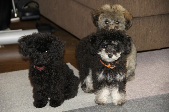 銀座トイプードルリリーas know as de wan13