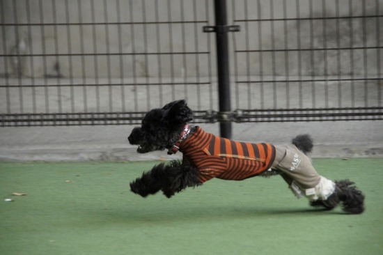 銀座 トイプードル リリー as know as de wan22