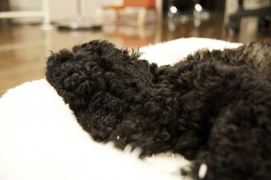 as know as de wanとトイプードルブラックの銀座リリー02