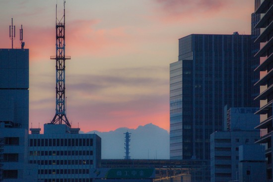 ニャンバーワン,銀座トイプードル,リリーとドナ,asknowasdewan037