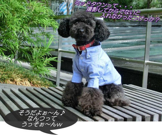 as know as de wanとトイプードルブラックの銀座リリー04