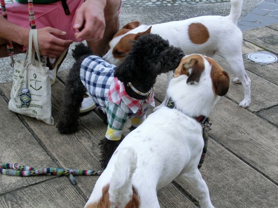 as know as de wan_銀座リリー_トイプードル02