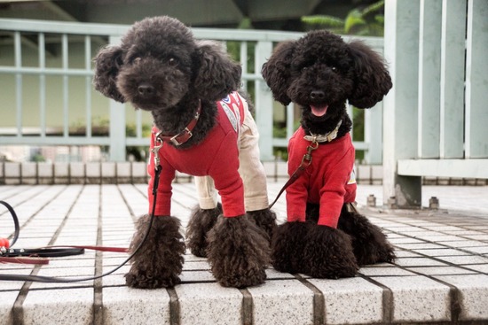 ブログRosieトイプードル銀座リリーとドナas know as de wan05