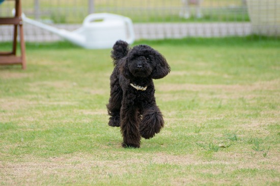 トイプードル銀座リリー＆ドナ59