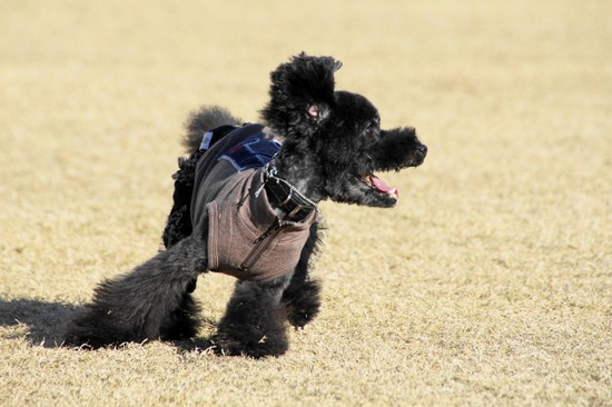 銀座トイプードルリリーas know as de wan31