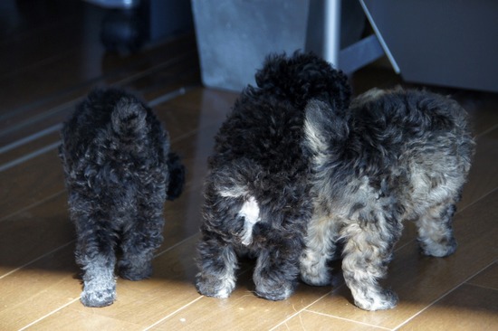 as know as de wanとトイプードルブラックの銀座リリー07