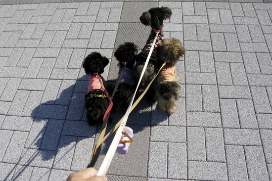 銀座トイプードルリリーas know as de wan28