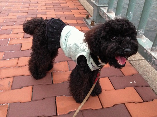 ブラックのトイプードル銀座リリー＆ドナas know as de wan05