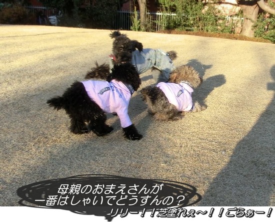 銀座トイプードルリリーas know as de wan02