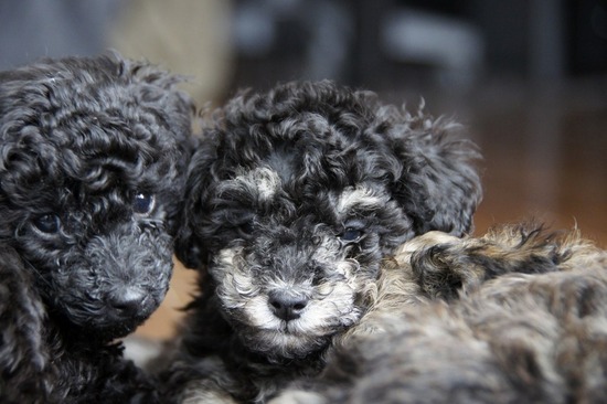 as know as de wanとトイプードルブラックの銀座リリー05