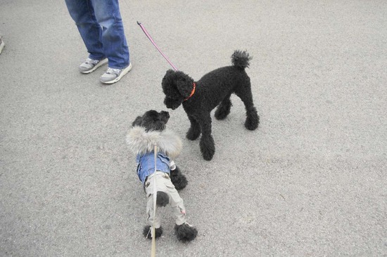 as know as de wan トイプードル 銀座リリー13