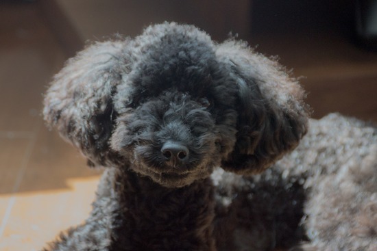 ブログRosieトイプードル銀座リリーとドナas know as de wan03