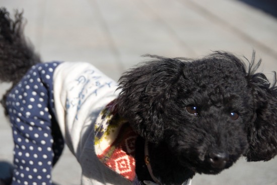 銀座トイプードル,リリーとドナ,as know as de wan042