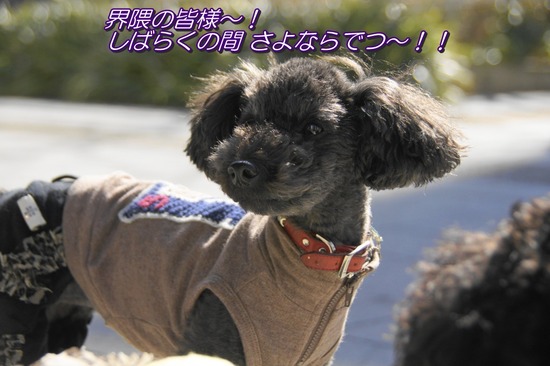 銀座トイプードルリリーas know as de wan01