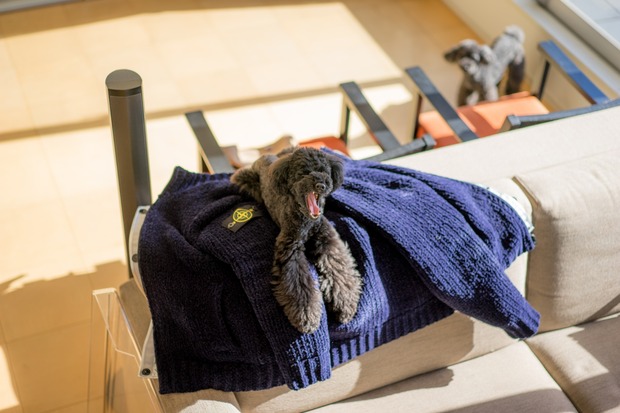 20151219ブラックトイプードル銀座リリー＆ドナ06