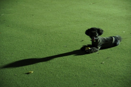 銀座 トイプードル リリー as know as de wan09