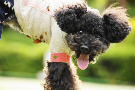 as know as de wan_銀座リリー_トイプードル23