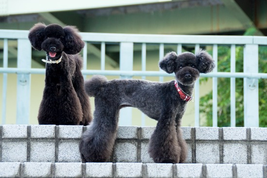 ブログRosieトイプードル銀座リリーとドナas know as de wan15