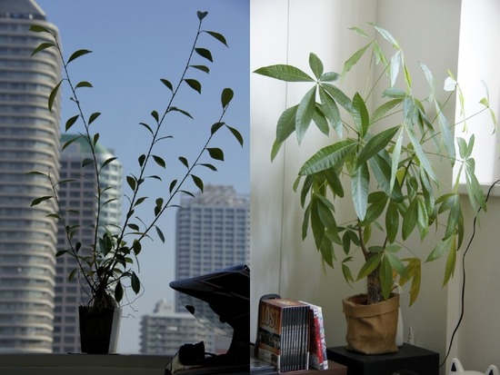 as know as de wan トイプードル 銀座リリー04