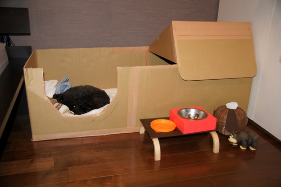 as know as de wanとトイプードルブラックの銀座リリー06