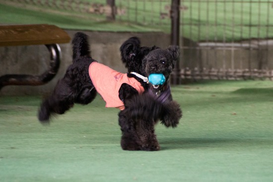 トイプードル ブログ 銀座リリーとドナas know as de wan17