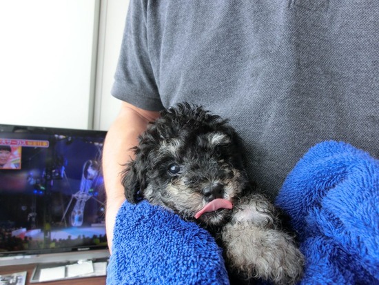 銀座トイプードルリリーas know as de wan07