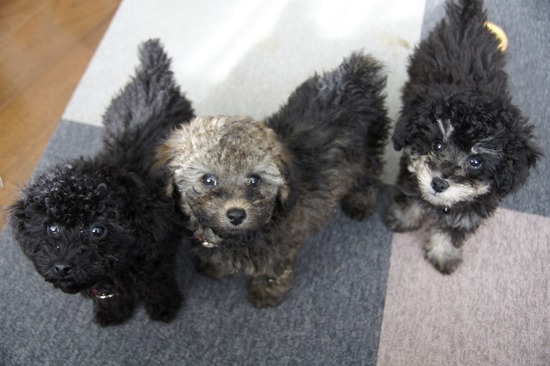 銀座トイプードルリリーas know as de wan06