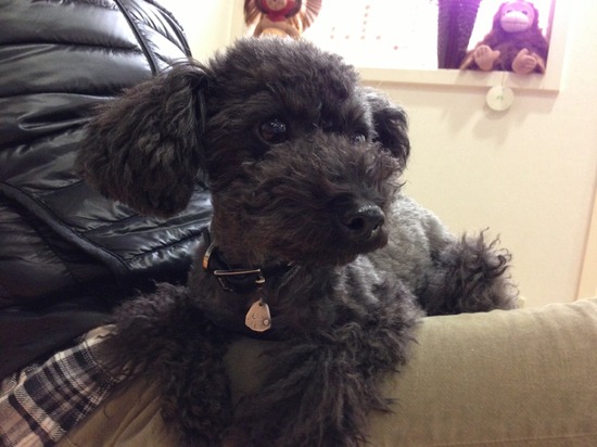 銀座トイプードルリリーas know as de wan10