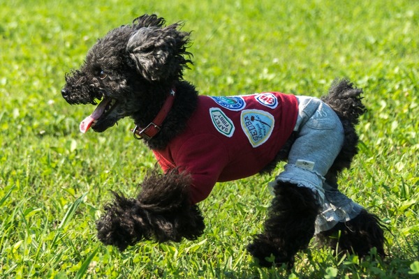 トイプードル銀座リリー12