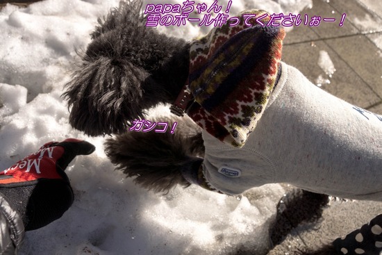 銀座トイプードル,リリーとドナ,as know as de wan012