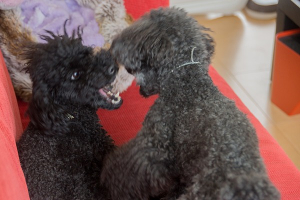 ブラックトイプードル銀座リリードナ12