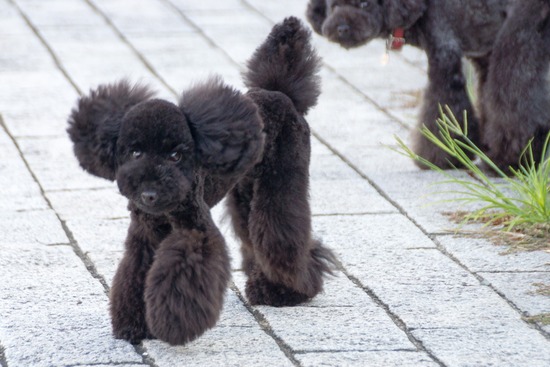 ブログRosieトイプードル銀座リリーとドナas know as de wan04