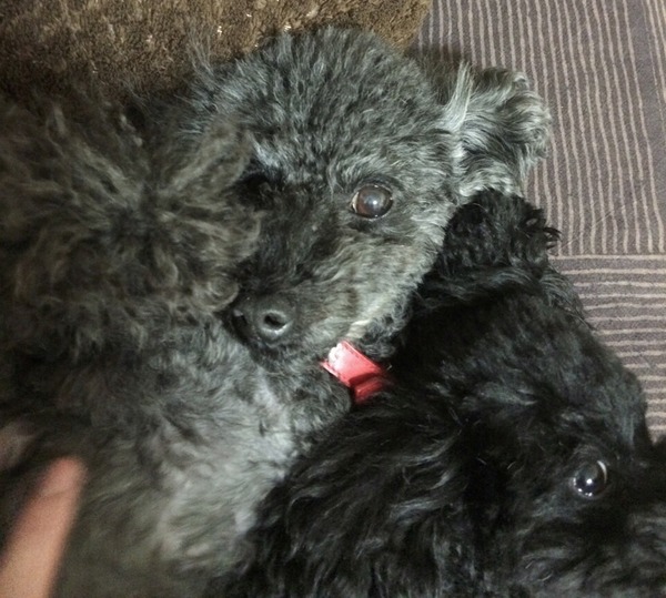 ブラックトイプードル銀座リリー＆ドナ236