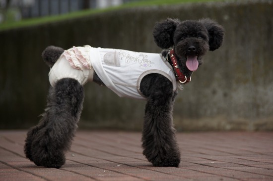 銀座トイプードルリリーas know as de wan26