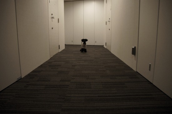 as know as de wan_銀座リリー_トイプードル07