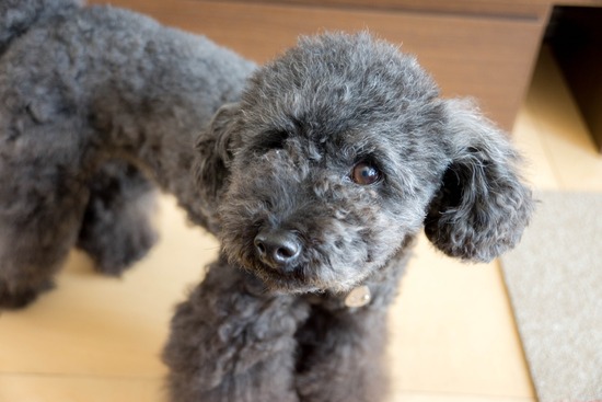 ニャンバーワン,銀座トイプードル,リリーとドナ,asknowasdewan008