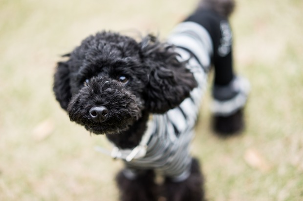 ブラックトイプードル銀座リリー＆ドナ19