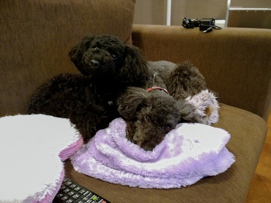 トイプードル ブログ 銀座リリーとドナ47