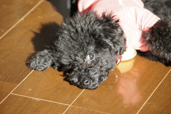 銀座トイプードルリリーas know as de wan07