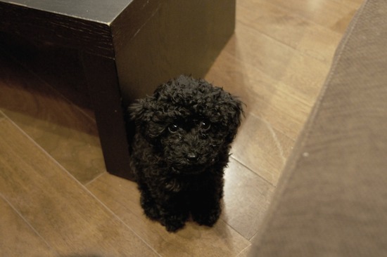 銀座 トイプードル リリー as know as de wan21