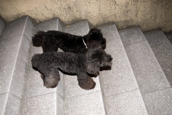 トイプードル銀座リリー＆ドナ21